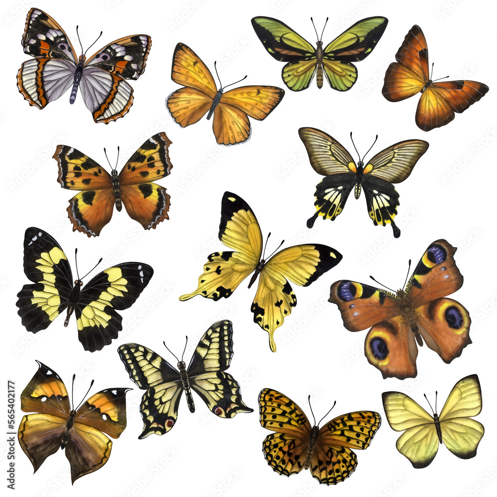 Fototapeta premium Beautiful colorful butterflies. Hand-drawn watercolor illustration isolated on white background. Can be used for card, poster, stickers, scrapbook