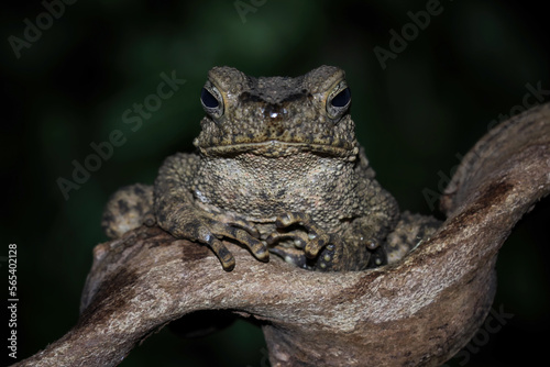stone toad family closeup on branch  limnonectes macrodon