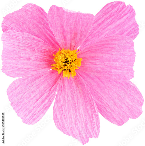 Isolated single cosmos paper flower made from crepe paper