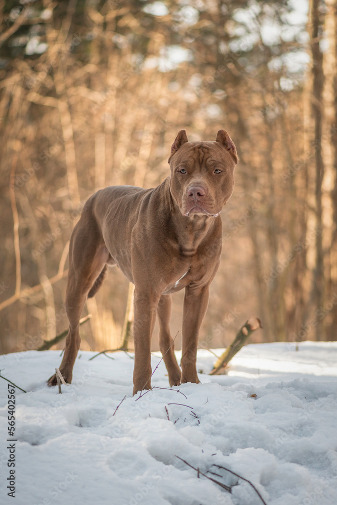 Portrait of a beautiful thoroughbred American Pit Bull Terrier in the winter forest.