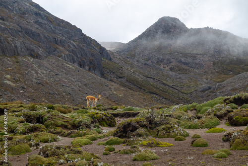 Vicuñas