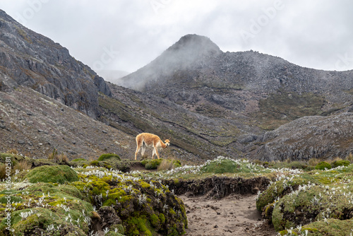 Vicuñas