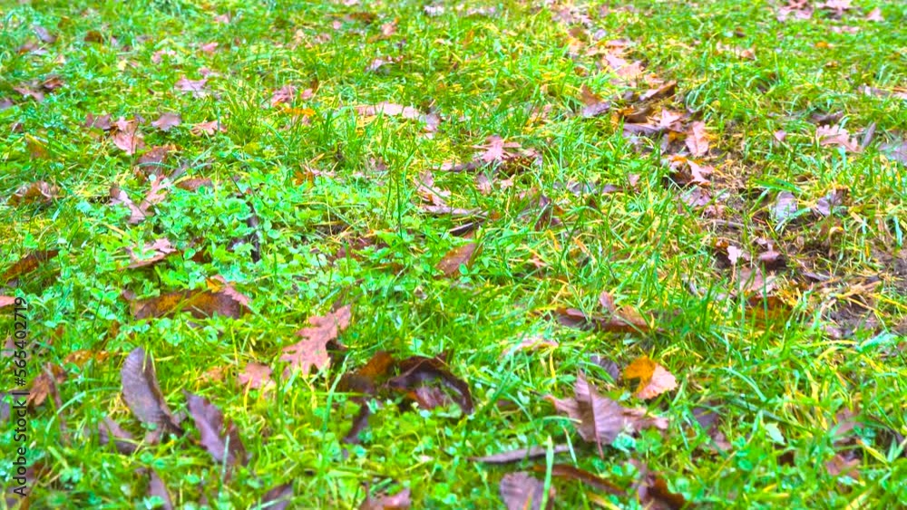 Colorful leafs on autumn field. Fallen leaves in autumn nature. Colorful leafs on autumn field. Fallen leaves in autumn nature.