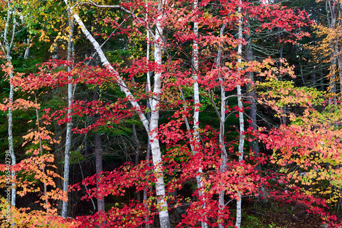 birch maple pine autumn fall foliage photo