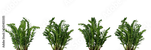 Nature and tropical forest concept. Green ZZ plant leaf isolated on transparent background. 3d rendering illustration. PNG format