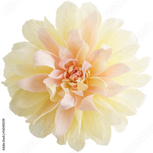 Isolated single paper flower dahlia made from crepe paper