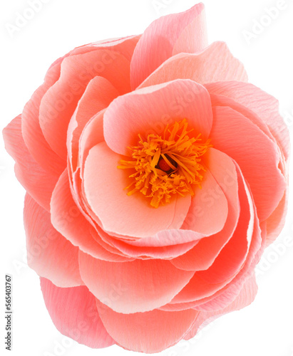 Fototapeta Naklejka Na Ścianę i Meble -  Isolated single paper flower peony made from crepe paper