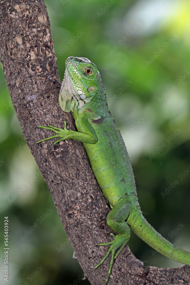 Baby green iguana on a tree trunk, animal closeup Baby green iguana on a tree trunk, animal closeup