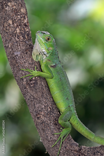 Baby green iguana on a tree trunk, animal closeup