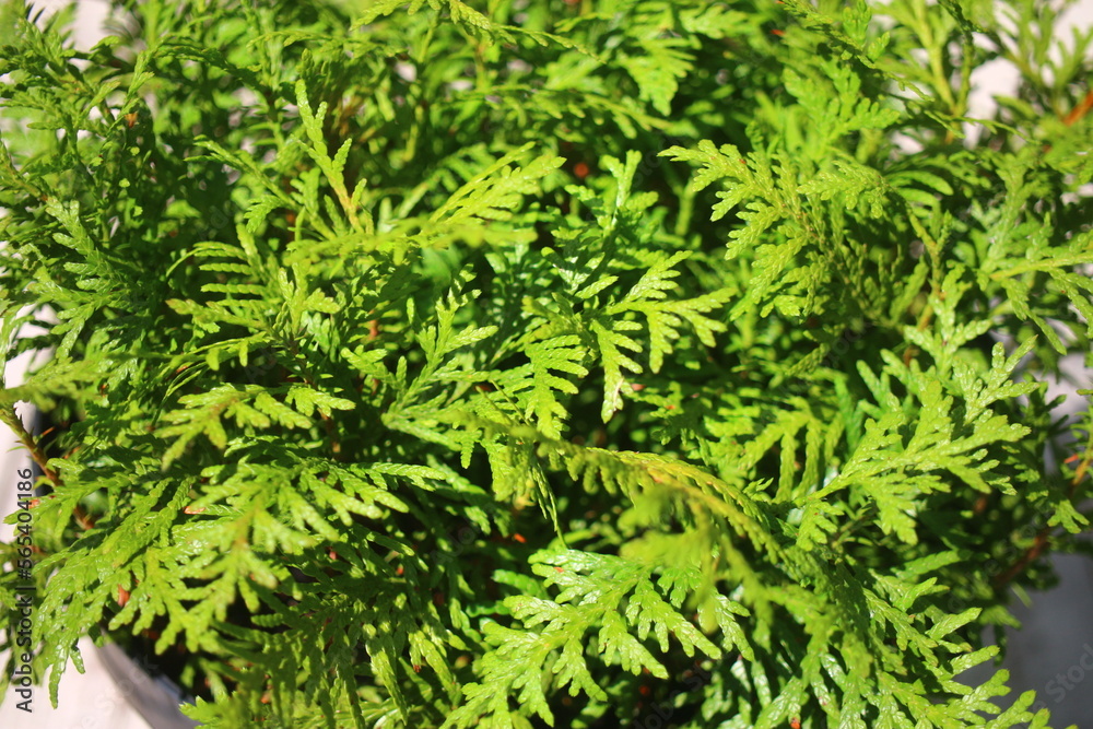 Tuja Szmaragd Smaragd Thuja occidentalis Żywotnik Tuja Szmaragd Smaragd Thuja occidentalis Żywotnik