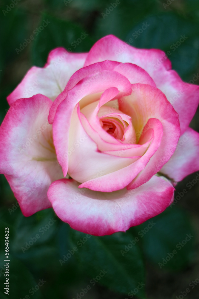 Rose With Pink - White Petals And Green Leaves Rose With Pink - White Petals And Green Leaves