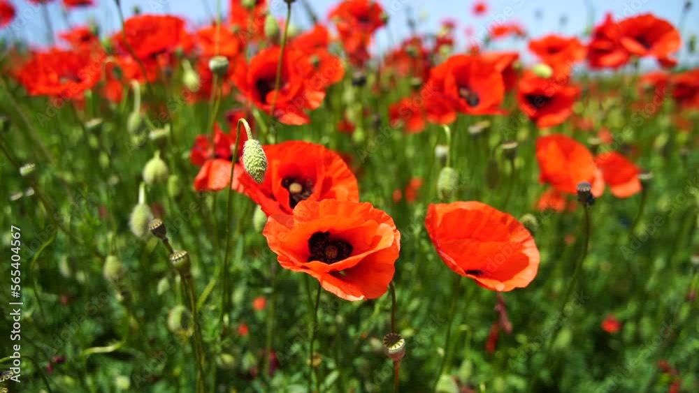 Slow motion. Field of wild poppies, beautiful summer rural landscape. Fresh green meadow with bright red flowers, sunny day. Slow motion. Field of wild poppies, beautiful summer rural landscape. Fresh green meadow with bright red flowers, sunny day.