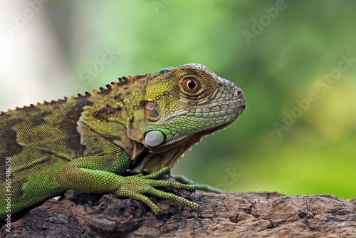 Red green iguana on a tree trunk, animal closeup