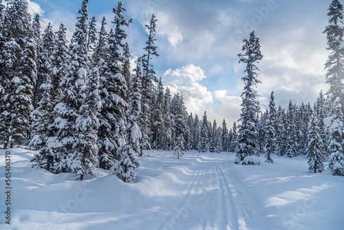 Winter forest in Banff Park