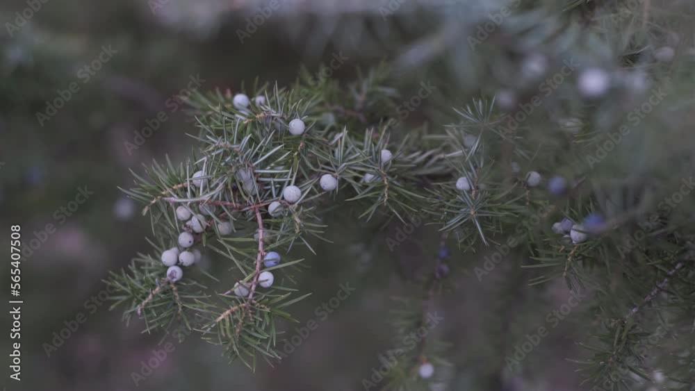 Close up shot with slider, juniper plant in winter with berries Close up shot with slider, juniper plant in winter with berries
