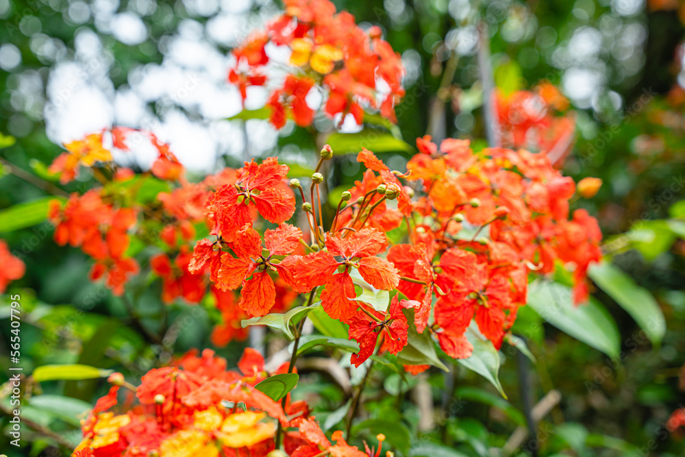 Bunga Phanera Kokiana or Bauhinia kockiana, a genus of flowering plants in the legume family, Fabaceae. It belongs to the subfamily Cercidoideae Bunga Phanera Kokiana or Bauhinia kockiana, a genus of flowering plants in the legume family, Fabaceae. It belongs to the subfamily Cercidoideae