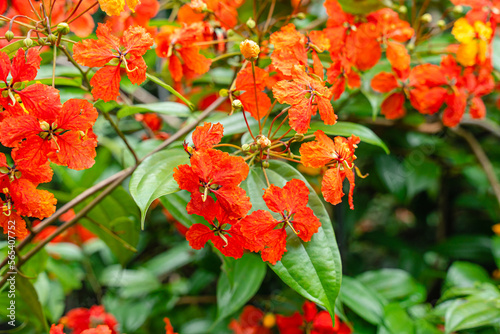 Bunga Phanera Kokiana or Bauhinia kockiana, a genus of flowering plants in the legume family, Fabaceae. It belongs to the subfamily Cercidoideae photo