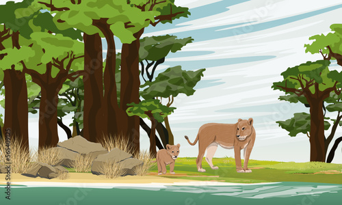 A lioness and a lion cub walk along the shore of a salty African lake. Grove of baobabs. Wild animals of Africa. Realistic vector landscape