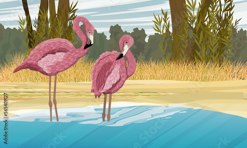 A pair of flamingo birds stand in the water near a tropical shore with tall dry grass and trees. Birds of Africa and South America. Anser caerulescens. Realistic vector landscape