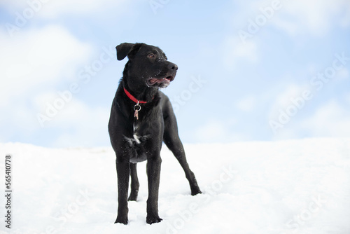 A young black labrador retriever standing at he top of a snow bank, looking off into the distance on a cold winter day.