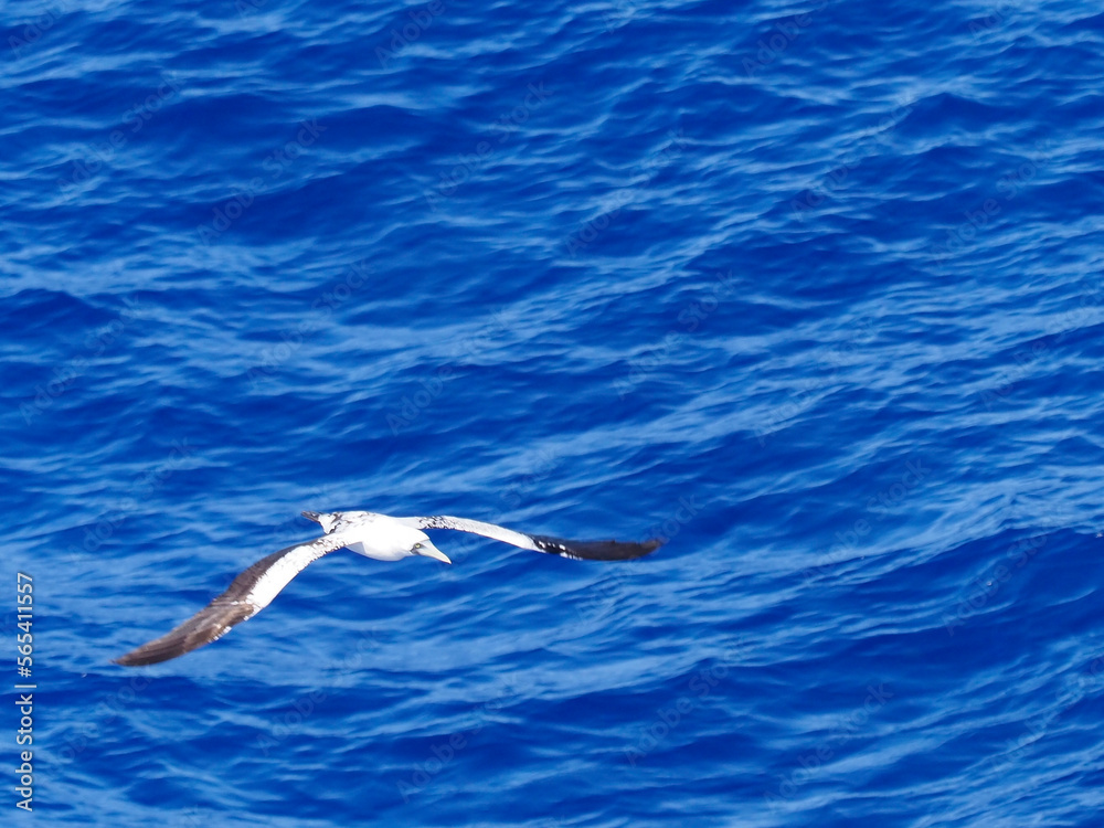 Masked booby passing by at close distance. Selective focus on the body of the bird Masked booby passing by at close distance. Selective focus on the body of the bird