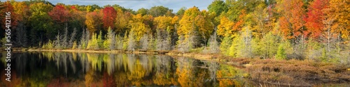 A panoramic view of the vivid fall colors along the shoreline of a secluded Northwoods lake. Vilas County, WI.