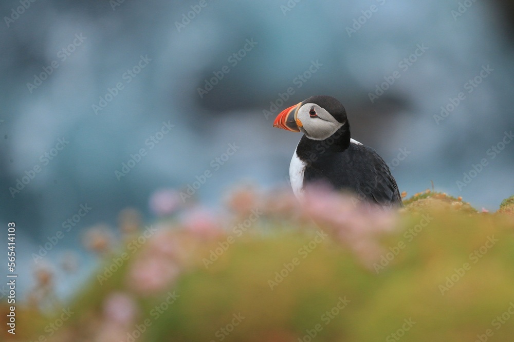 The Atlantic puffin (Fratercula arctica), common puffin, papuchalk severní at their breeding place, Shetland island