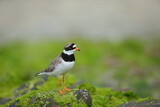The common ringed plover or ringed plover (Charadrius hiaticula) with green background and super soft light, Shetland Islands, Kulík Písečný
