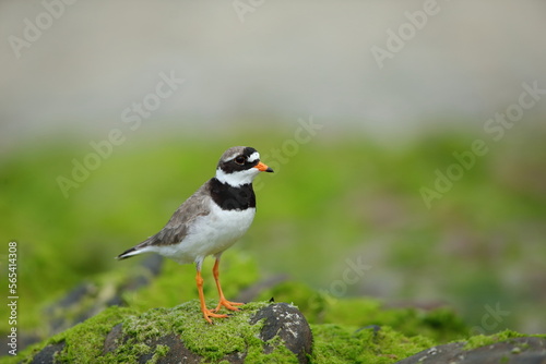 The common ringed plover or ringed plover (Charadrius hiaticula) with green background and super soft light, Shetland Islands, Kulík Písečný  © Miroslav