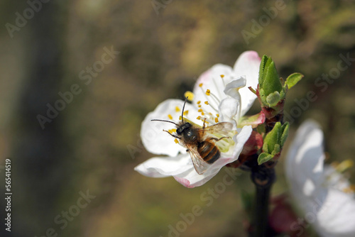 Male Red Mason Bee (Osmia bicornis) pollinating apricot tree in spring blooming garden. Wild bee gathering nectar pollen honey in apricot tree flowers photo