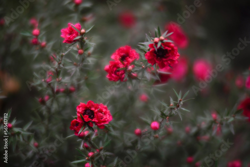 Red flowers on a blurred background