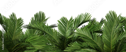 Nature and tropical forest concept. Green palm leaf isolated on transparent background. 3d rendering illustration. PNG format
