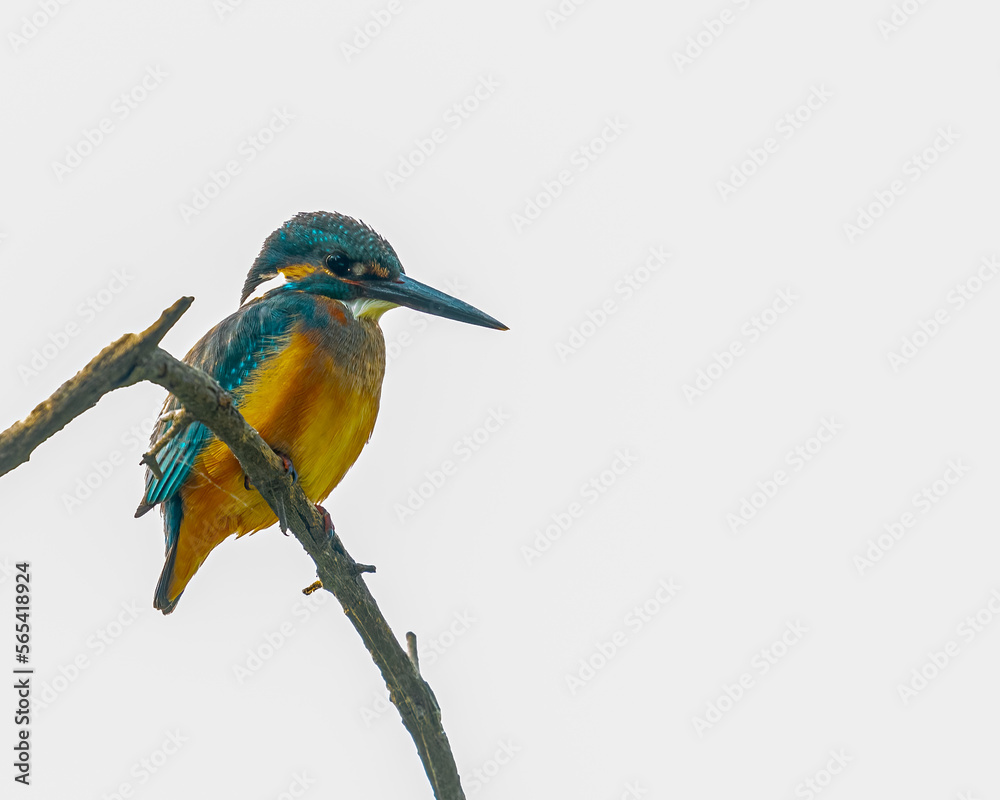 Obraz premium A common kingfisher portrait on a tree