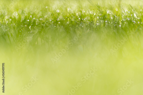soczysta zielona trawa z rosą jako tło projektu