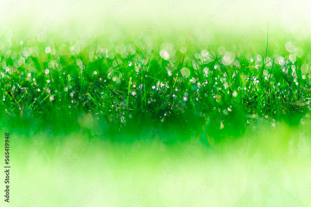 Naklejka premium soczysta zielona trawa z rosą jako tło projektu