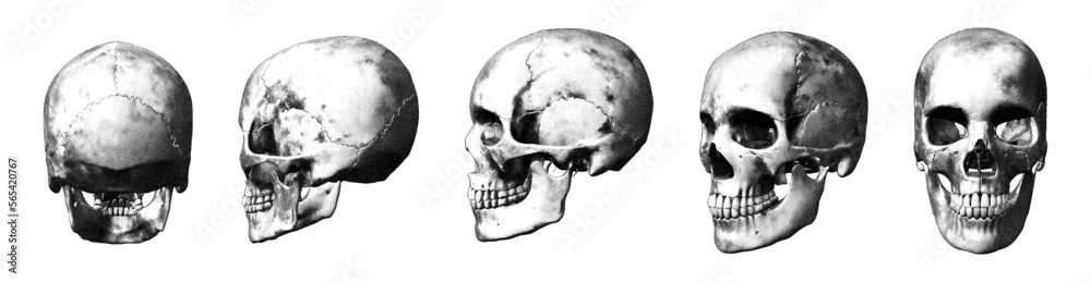 a 360 degree skull a 360 degree skull