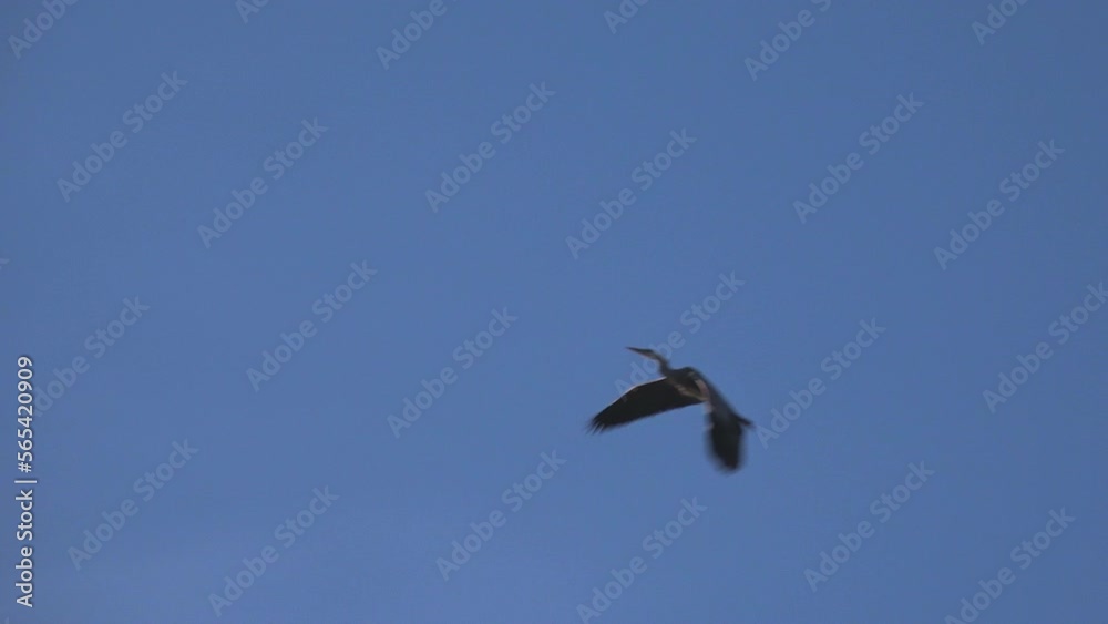 Grey heron against a clear blue sky. Grey heron (Ardea cinerea). Grey heron against a clear blue sky. Grey heron (Ardea cinerea).