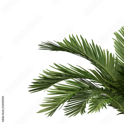 Nature and tropical forest concept. Green palm leaf isolated on transparent background. 3d rendering illustration. PNG format