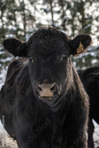 Wallpaper Mural Close up on a black angus heifer in winter pasture Torontodigital.ca