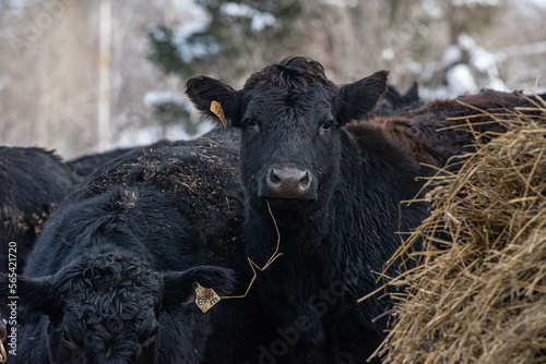 Wallpaper Mural Young black angus heifer eating hay in winter pasture Torontodigital.ca