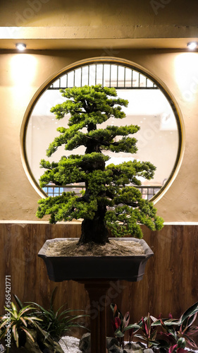 Beautiful Bonsai tree and round window background and some lighting at night.