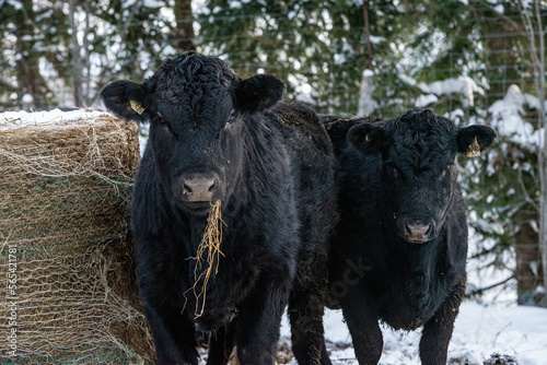 Wallpaper Mural Young black angus heifer eating hay in winter pasturev Torontodigital.ca