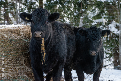 Young black angus heifer eating hay in winter pasture