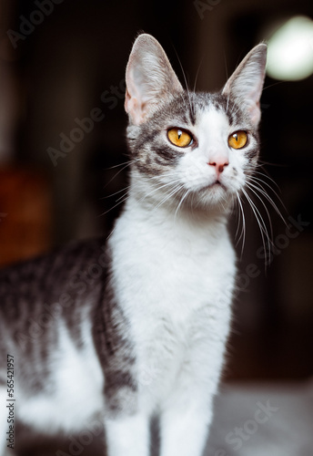 Gold Eyes on Cat © Mary