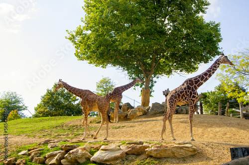 Giraffes walk on green grass in the zoo © ola_pisarenko