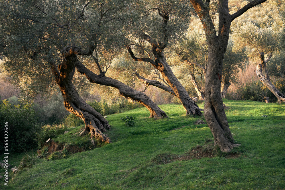 Obraz premium Old olive trees. Beautiful grove at sunset. nature, wallpaper, decoration