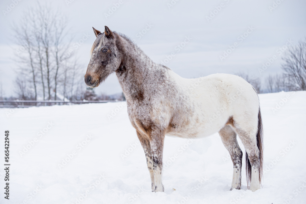Appaloosa horse running and standing in snow in winter field of quebec canada Appaloosa horse running and standing in snow in winter field of quebec canada