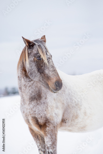Appaloosa horse running and standing in snow in winter field of quebec canada