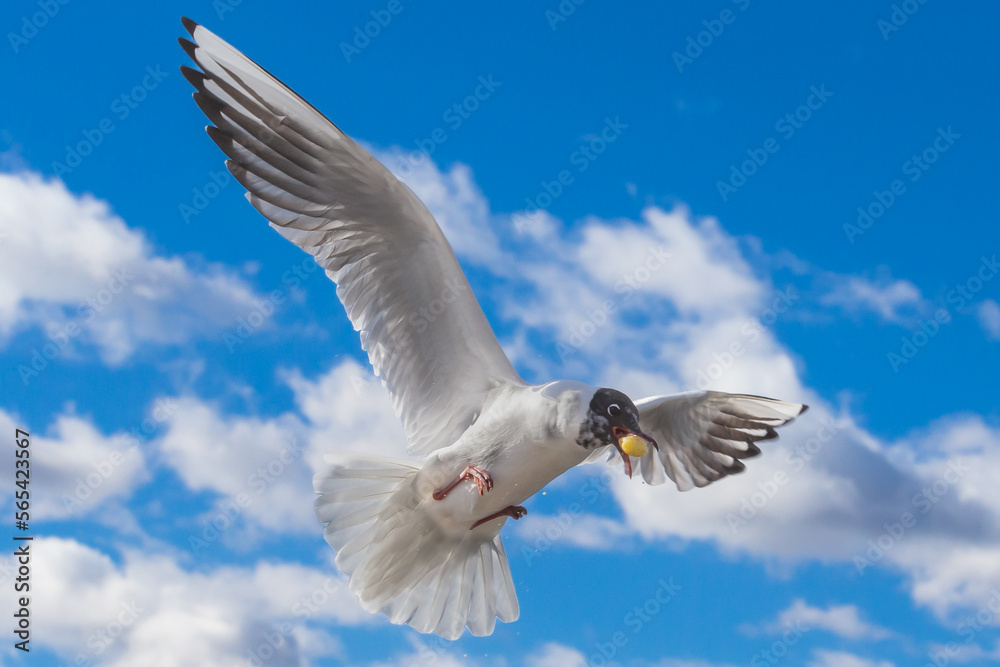 Obraz premium White and gray feathered gull in flight with open wings over blue sky hunting for food. acuatic birds. small birds. Close-up of a seagull.