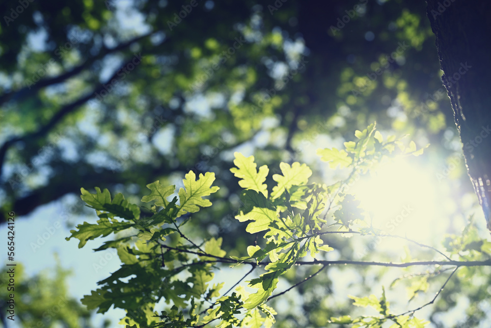 spring in the forest